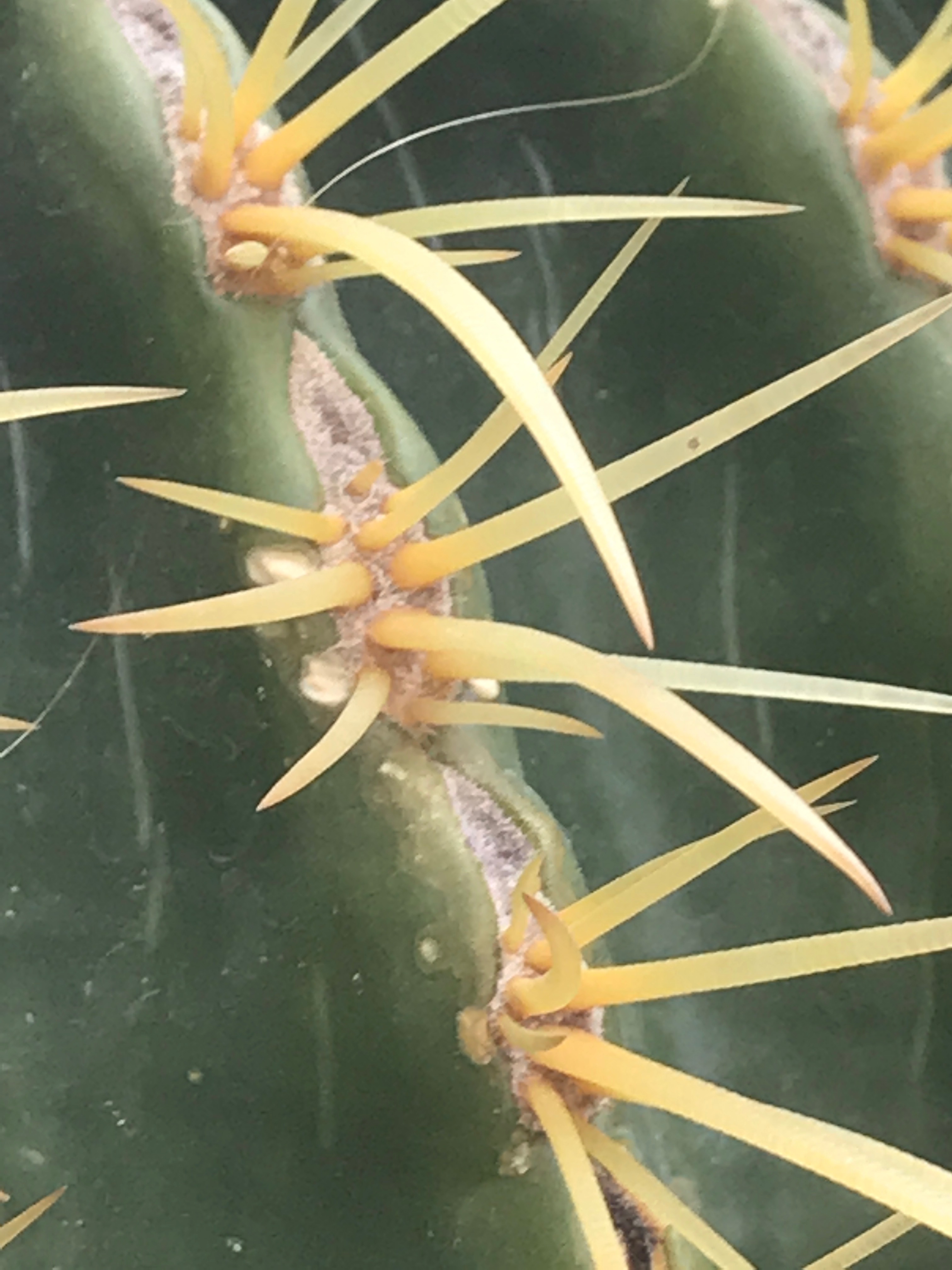 Kaktustaggar i närbild