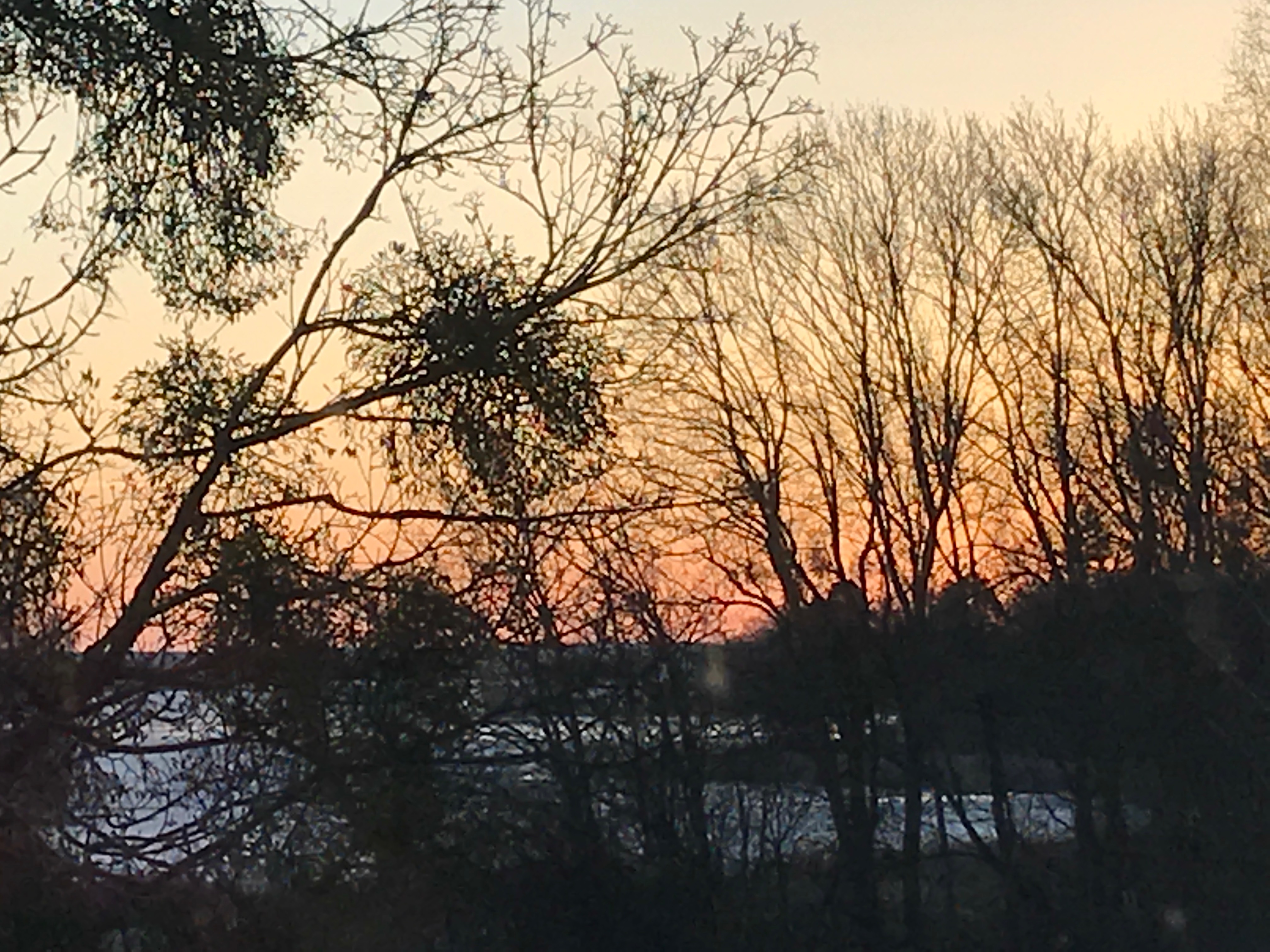 Grenar med mistlar i siluett mot orangerosa morgonhimmel